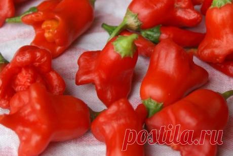 Пepeц " kpacный koлokoльчuk" – nocaдka u yxoд

Многие даже не представляют, как выглядит Красный колокольчик, как его
сажать и что с ним потом делать. Многие просят написать об этом
подробно.

Итак, что я делаю.

Землю для рассады готовлю в соотношении: ведро земли с огорода, ведро
перегноя любого (у нас – куриный), 1/3 ведра песка и 1/2 л древесной
золы.

Что касается перегноя, то беру тот, на котором трава по пояс растет.
Таким удобрением уже можно пользоваться без опасе...