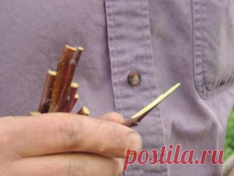 Паразитарная прививка дерева – выбор начинающего садовода | В саду (Огород.ru)