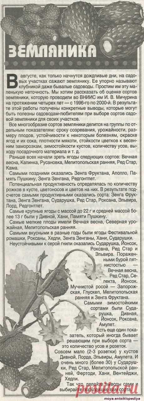 Сорта земляники