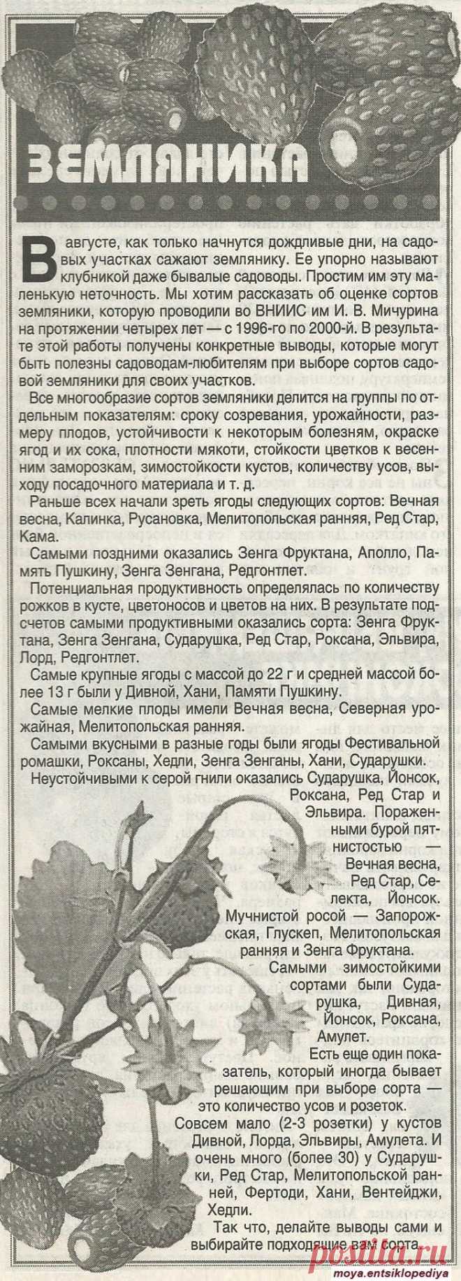 Сорта земляники
