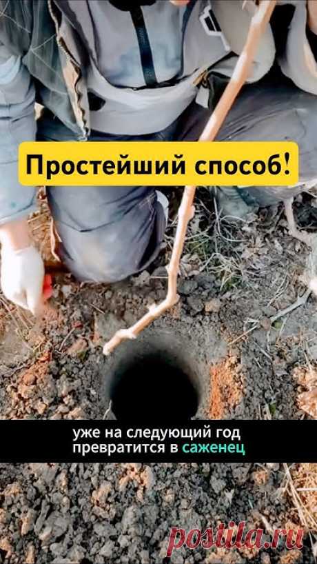 Это один из самых простых способов посадки винограда. Эта лоза уже на следующий год превратится в саженец, и на поверхности появятся первые побеги.#smartgard...
