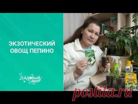 Экзотический овощ ПЕПИНО или Дынная груша. Как вырастить из семян