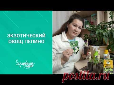Экзотический овощ ПЕПИНО или Дынная груша. Как вырастить из семян