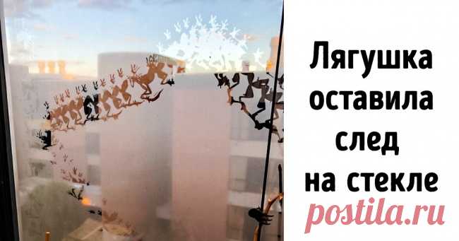 16 фото от пользователей, которые умеют выхватить смартфон так же ловко, как ковбои — пистолет . Милая Я