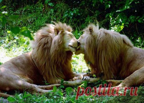 Фото Без названия. Альбом ЦАРЬ ЗВЕРЕЙ - 50 фото. Фотографии ⊰✿⊱ ОЛЬГА ⊰✿⊱.