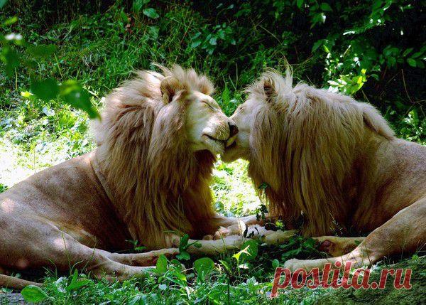 Фото Без названия. Альбом ЦАРЬ ЗВЕРЕЙ - 50 фото. Фотографии ⊰✿⊱ ОЛЬГА ⊰✿⊱.