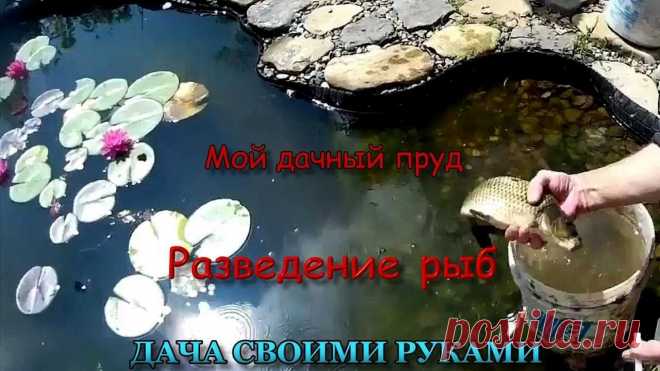 Мой дачный пруд. Разведение рыб, эксперимент. Выращивание карпа в дачном пруду, эксперимент. пруд, искусственный водоем, рыбалка, рыба, карп, маленькие годовалые карпы.
