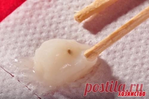 Рецепт клейстера для семян