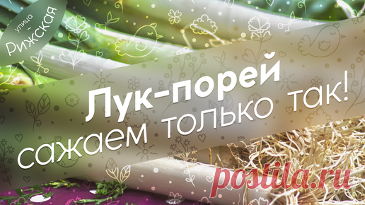 Порей 🧅 Сажаем только так! | Улица Рижская | Дзен