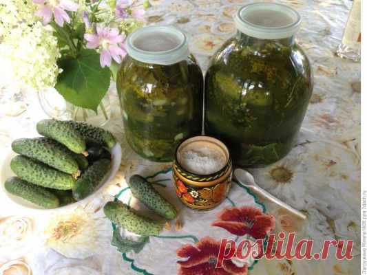 Малосольные огурчики на зиму «К Новогоднему столу» — Домашняя кулинария