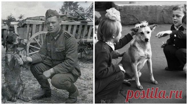 Как жилось собакам в Советском Союзе? (31 фото) | Чёрт побери Были тысячи историй о жизнь СССР, и как там жилось людям. Тысячи комментариев и споров о том, что СССР - страна мечты. Но как же жилось братьям нашим меньшим? Если обратить внимание на фотографии, можно увидеть, что в CCCР собаки были рабочими. Их использовали в разных отраслях, и у каждой собаки было своё дело. Сейчас с же с каждым годом всё меньше рабочих собак, и всё больше 