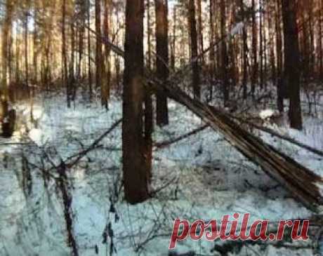 НОЧЕВКА В ЛЕСУ БЕЗ ПАЛАТКИ ПРИ -30 МОРОЗА