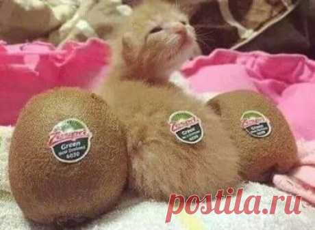 Найди кота