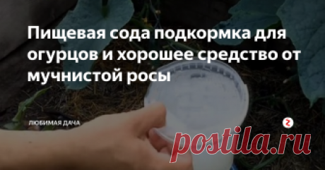 Пищевая сода подкормка для огурцов и хорошее средство от мучнистой росы Сегодня мы снова будем удобрять наши огурцы, натуральным удобрением - пищевая сода. Пищевой содой пользовались еще наши дедушки и бабушки, они не использовали ни когда химию а только натуральные удобрения которые не повредят нам же самим потом.
Пищевую соду используют за сезон не более трех раз.
Для чего ее используют? Для того что бы дольше цвели наши огурчики, следовательно будет и больше урожая