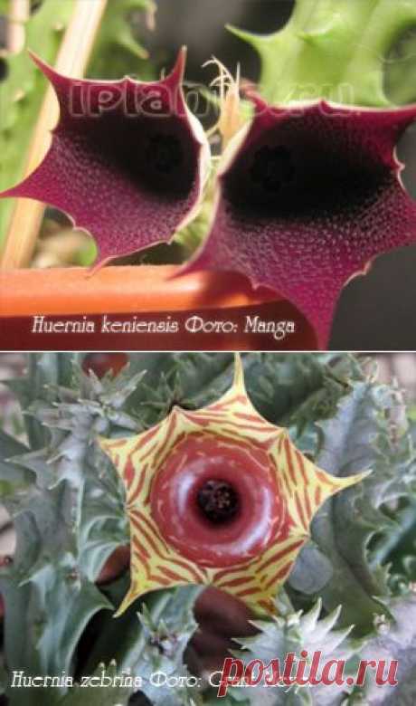 Гуэрния Huernia - Комнатные растения и цветы