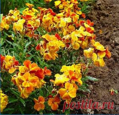 Красивые цветы на даче -подробно о посадке и уходе: Лакфиоль или хейрантус Чери – волшебный аромат (home.nature.cvetysadovye) : Рассылка : Subscribe.Ru