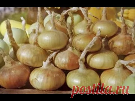 КАК ВЫРАСТИТЬ КРУПНЫЙ ЛУК. СЕКРЕТЫ ВЫРАЩИВАНИЯ