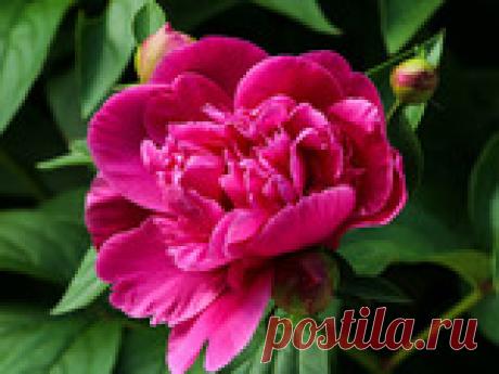 Пересадка его величества пиона В конце лета – в начале осени наступает идеальная пора для того, чтобы приступать к делению и пересадке пятилетних-шестилетних пионов. Не откладывайте эту работу на весну. Это чревато тем, что у растения будет хуже развиваться корневая система и листья. И как результат – не такое пышное цветение, на которое способен его величество пион. Кроме того, если из года в год откладывать эту процедуру, то справиться с разросшимся кустиком в одиночку б...