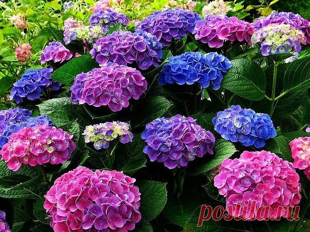 КАК ПРАВИЛЬНО ПОСАДИТЬ И ВЫРАСТИТЬ ГОРТЕНЗИЮ В САДУ ИЛИ НА ДАЧЕ

Посадочные ямы выкапывают размером 50x50x60 см на расстоянии 1-1,5 м одна от другой. Их доверху заполняют почвенной смесью, состоящей из перегноя, листовой 14 земли, торфа, песка (2:2:1:1) и удобрений (10 кг перегноя, 20 г мочевины, 60 г гранулированного суперфосфата, 20 г сернокислого калия).
Ни в коем случае нельзя добавлять известь - гортензия ее не переносит.

Кустики сажают так, чтобы корневая шейка нахо...