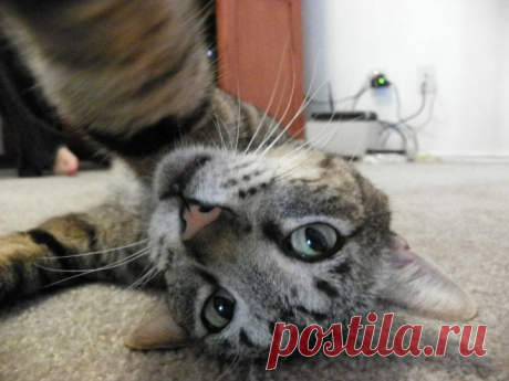 Селфи котов из социальных сетей