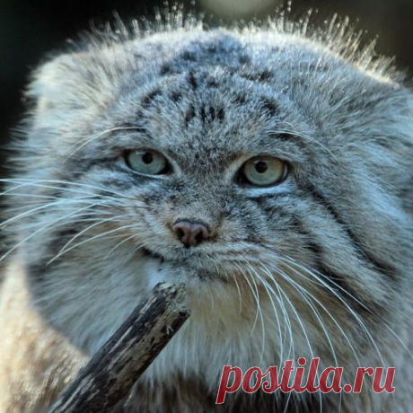 Манулы – самые эмоциональные животные на Земле