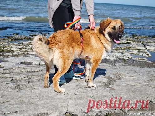 Метис лабрадора Амир- отличный компаньон! Щенок-подросток — животные в дар | Птичка.ру