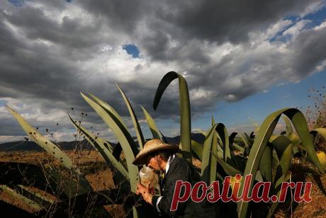 Пульке – напиток из сока агавы, который вытесняет из Мексики пиво | Чёрт побери Похожий цветом на молоко, пульке — традиционный мексиканский алкогольный напиток, история которого насчитывает более тысячи лет. После колонизации этих земель испанцами его потребление резко увеличилось, достигнув максимума к концу XIX века, а с приходом в Мексику европейского пива он утратил былые позиции. Публикуем фотоисторию Марко Угарте о том, как пульке обрел вторую жизнь в начале XXI сто...