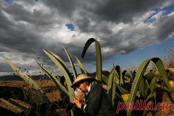 Пульке – напиток из сока агавы, который вытесняет из Мексики пиво | Чёрт побери Похожий цветом на молоко, пульке — традиционный мексиканский алкогольный напиток, история которого насчитывает более тысячи лет. После колонизации этих земель испанцами его потребление резко увеличилось, достигнув максимума к концу XIX века, а с приходом в Мексику европейского пива он утратил былые позиции. Публикуем фотоисторию Марко Угарте о том, как пульке обрел вторую жизнь в начале XXI сто...