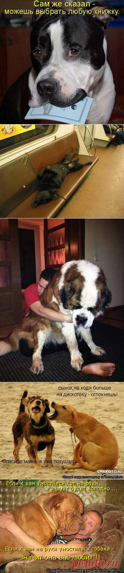 Несколько фактов о собаках