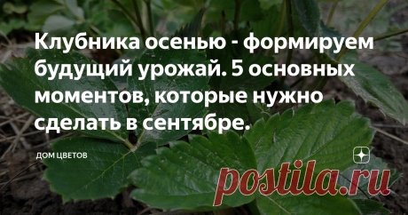 Клубника осенью - формируем будущий урожай. 5 основных моментов, которые нужно сделать в сентябре. Пожалуй никто из дачников не будет спорить, что клубника – самая желанная ягода на участке. Вкус спелой клубники невозможно спутать ни с чем. А клубника, выращенная своими руками – в несколько раз вкуснее, чем купленная на рынке. Осень уже на пороге и если на вашем участке растет эта чудо ягода – пора позаботиться об урожае следующего сезона.  А для будущего урожая важно собл...