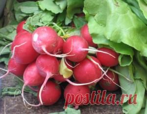 Как вырастить редис в открытом грунте | Дача - впрок