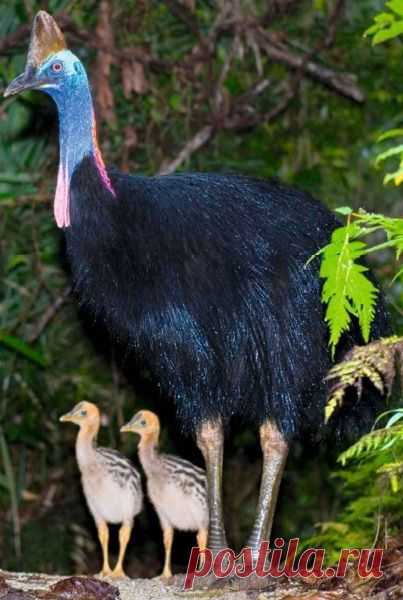 казуар