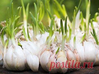 Никогда не выбрасывайте полежавший проросший чеснок — Планета и человек