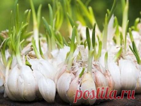 Никогда не выбрасывайте полежавший проросший чеснок — Планета и человек