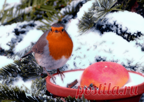 Календарь сезонных работ в саду: декабрь - Planetalsad