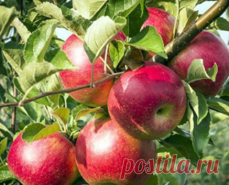 Яблоня – болезни и их лечение - Дневники дачников