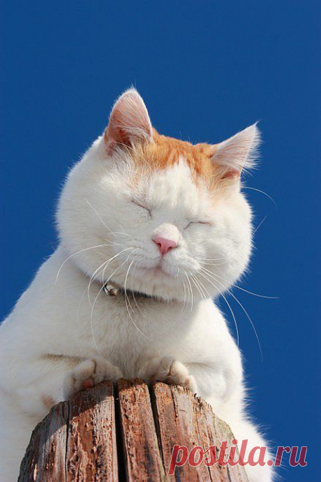 СОНЧИК