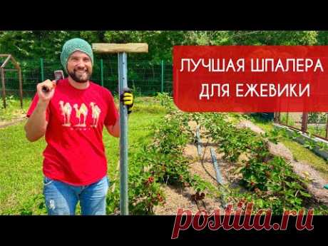 Лучшая шпалера для ежевики на века!