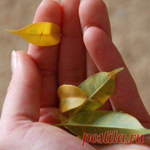 ПОЧЕМУ У ФИКУСА ОПАДАЮТ ЛИСТЬЯ – ПРИЧИНЫ И СПОСОБЫ ИХ УСТРАНЕНИЯ

Фикус – шикарное комнатное растение семейства Тутовых, которое очень популярно среди многих цветоводов. Это растение насчитывает более 10 сортов. Одним из самых широко распространённых его видов, выращиваемых в домашних условиях, является фикус Бенджамина. Владельцы часто сталкиваются с проблемами при выращивании, и наиболее частый вопрос звучит так: «Почему у фикуса опадают листья?».

Правильный уход за фик...