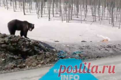 Гуляющие вдвоем на Камчатке медведь и лиса попали на видео. Жители Камчатки заметили медведя и лису, гуляющих вдвоем недалеко от реки Авача. Животные попали на видео, их снял местный житель. На кадрах видно, как медведь стоит у обочины, а в нескольких метрах от него на снегу лежит лиса. Оператор назвал животных «приятной парой» и попытался привлечь внимание косолапого.