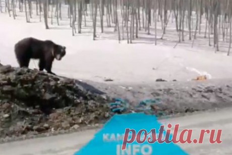 Гуляющие вдвоем на Камчатке медведь и лиса попали на видео. Жители Камчатки заметили медведя и лису, гуляющих вдвоем недалеко от реки Авача. Животные попали на видео, их снял местный житель. На кадрах видно, как медведь стоит у обочины, а в нескольких метрах от него на снегу лежит лиса. Оператор назвал животных «приятной парой» и попытался привлечь внимание косолапого.