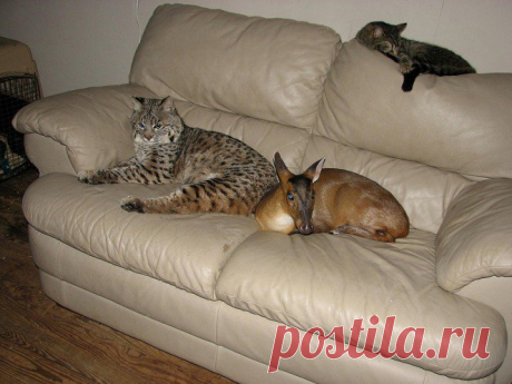 Рысь – вот это домашний котик!!! Дикие лесные погорельцы спят на диване и обнимаются с детьми. Видео! | Мур ТВ