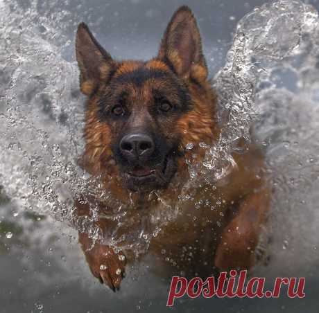 пловец.