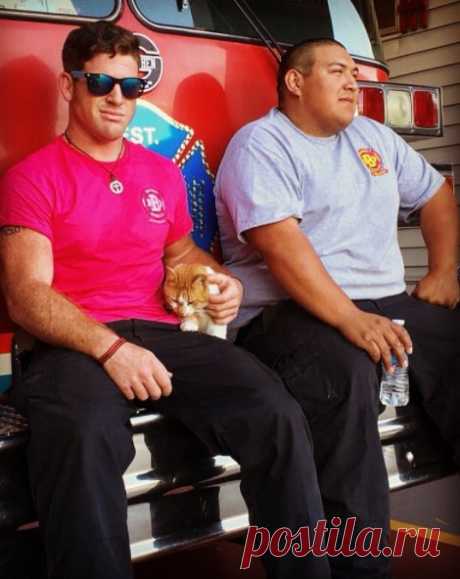 Бродячая кошка обрела дом на пожарной станции.