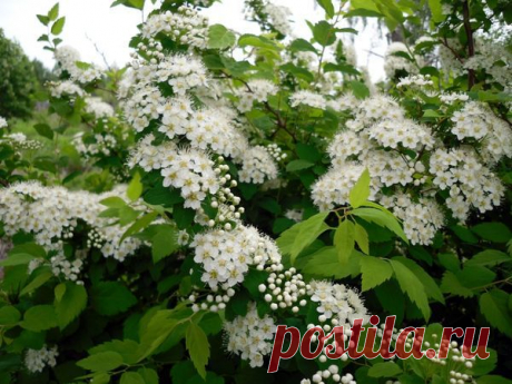 Декоративные кустарники для дачи: 9 самых популярных кустарников