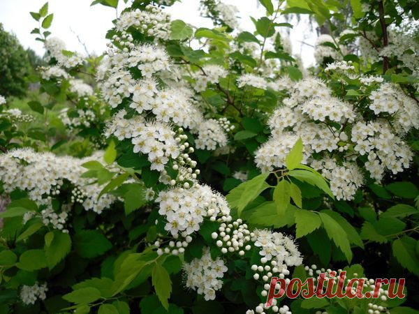 Разнообразие декоративных кустарников для дачных участков &#8212; 6 соток