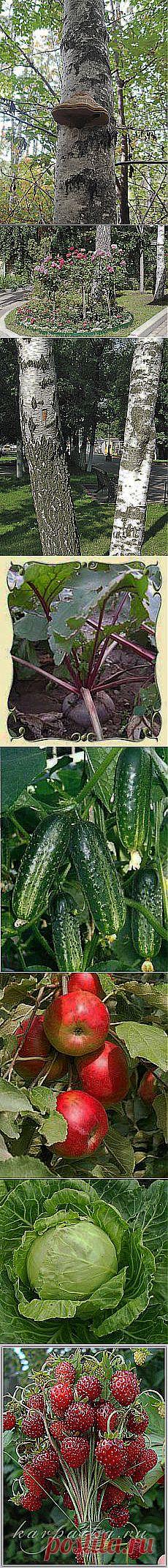 "Знак Оклику!": Таємниця кривавих снайперів -... и другие материалы. Новое в Вашей подборке на Постиле - hyanhe@mail.ru - Почта Mail.Ru