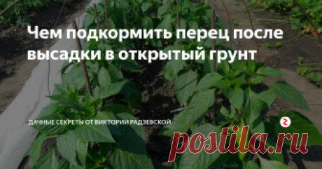 Чем подкормить перец после высадки в открытый грунт Чтобы перец активно наращивал зеленную массу и формировал плоды необходимо растение регулярно подкармливать. Норма вносимых удобрений изменяется в зависимости от типа почв и наличия органических удобрений.