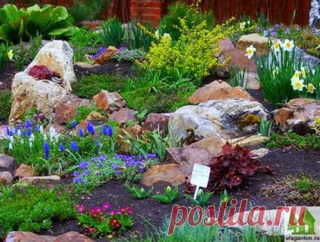 Первоцветы фото | Дачная жизнь - сад, огород, дача