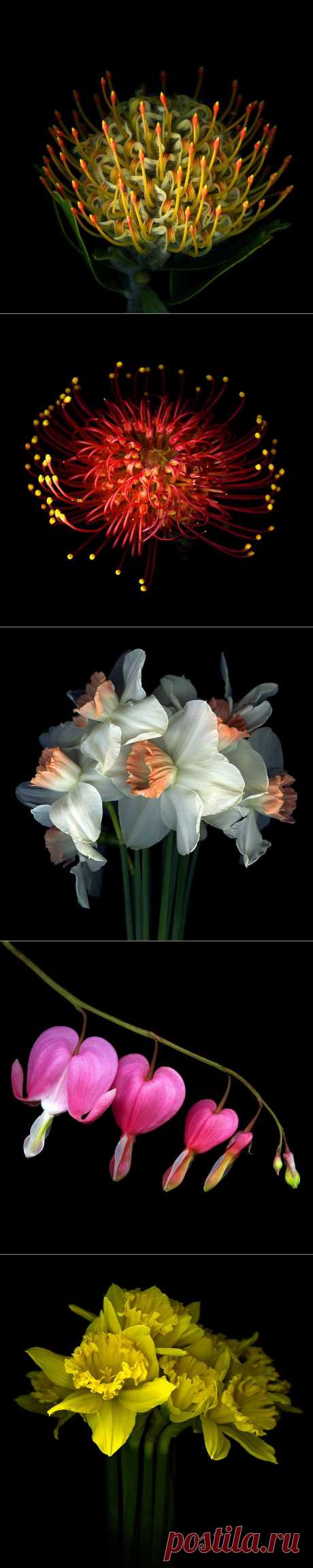 Красота на черном фоне..